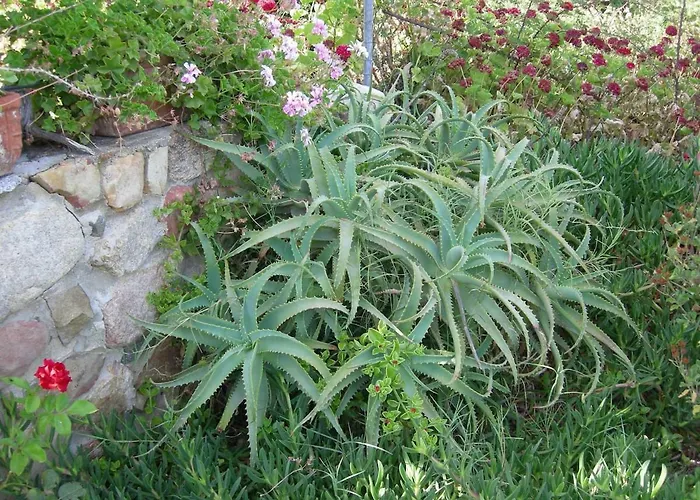 In Zona Panoramica, Immersa Nel Della Macchia Mediterranea